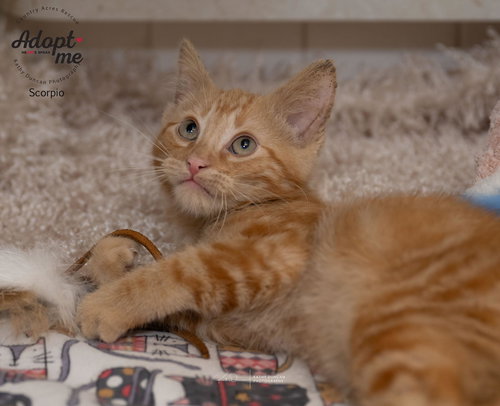 picture of the cat needing adoption