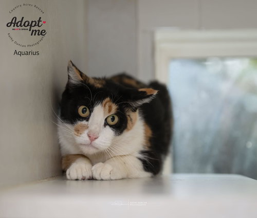 picture of the cat needing adoption