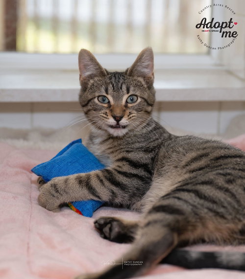 picture of the cat needing adoption