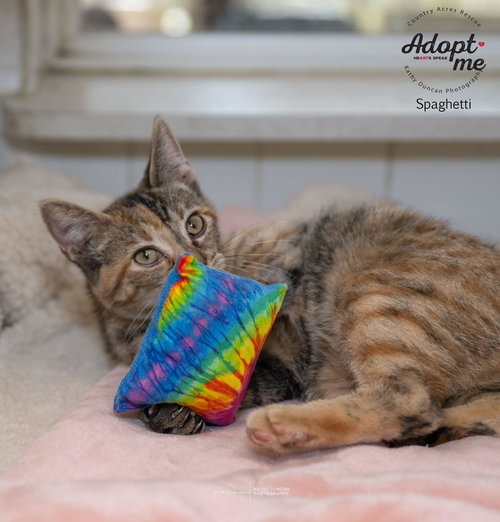 picture of the cat needing adoption
