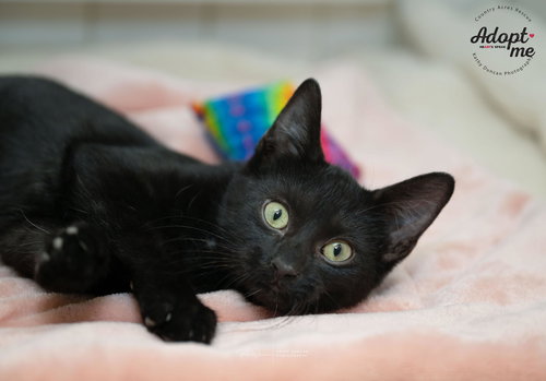 picture of the cat needing adoption