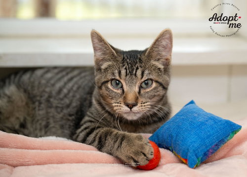 picture of the cat needing adoption
