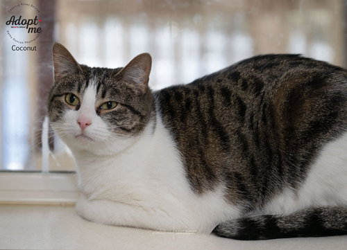 picture of the cat needing adoption