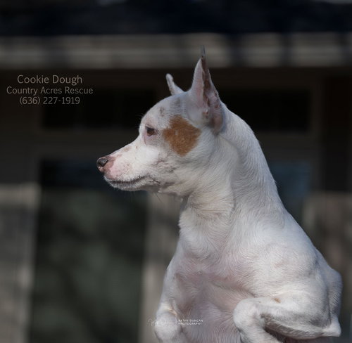 picture of the dog needing adoption