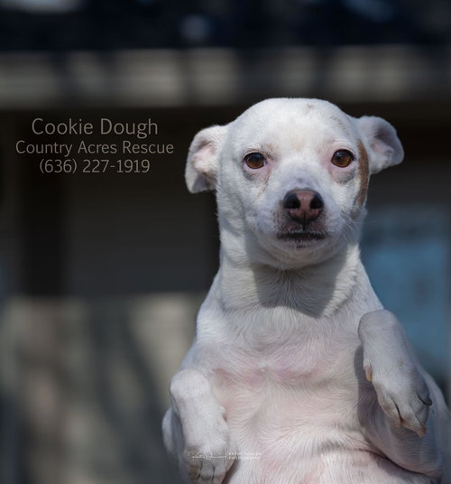COOKIE DOUGH - Chihuahua available for adoption