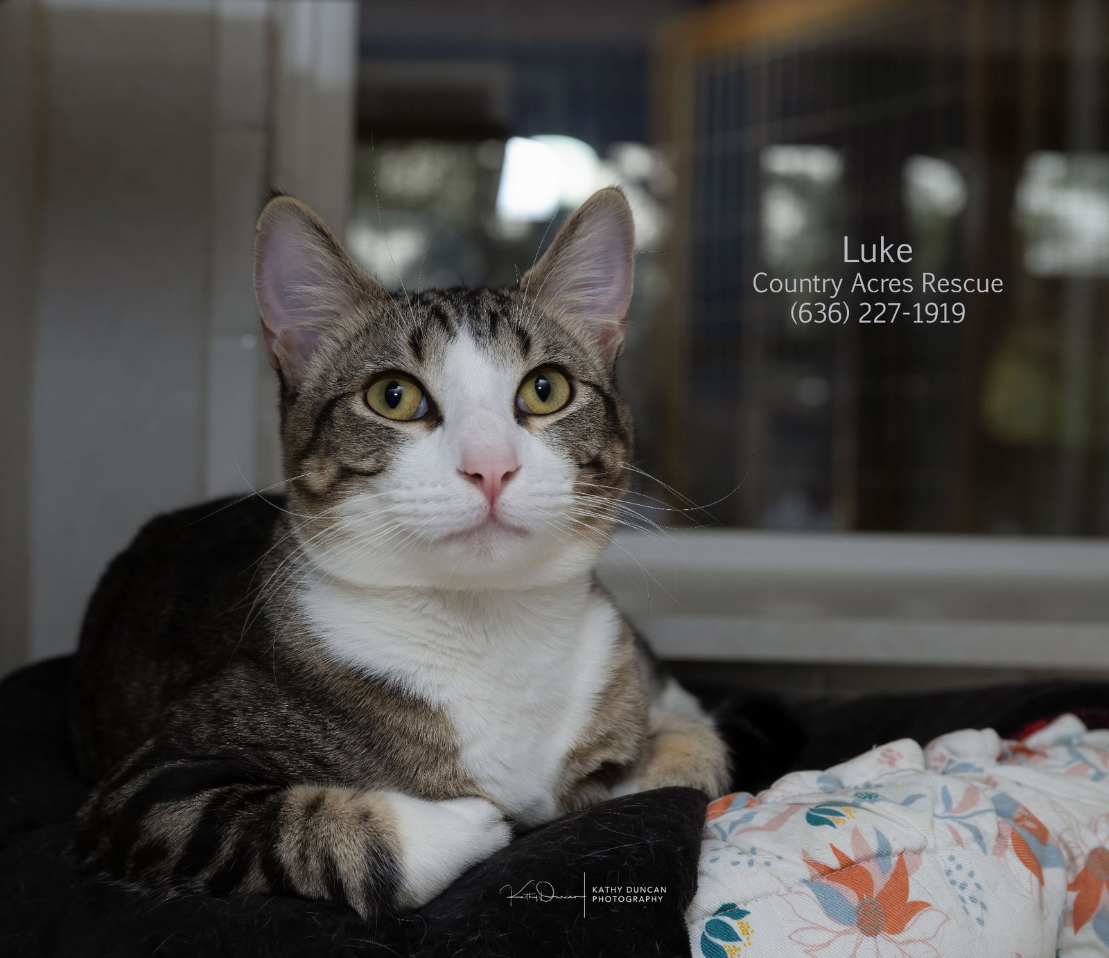 Luke Image