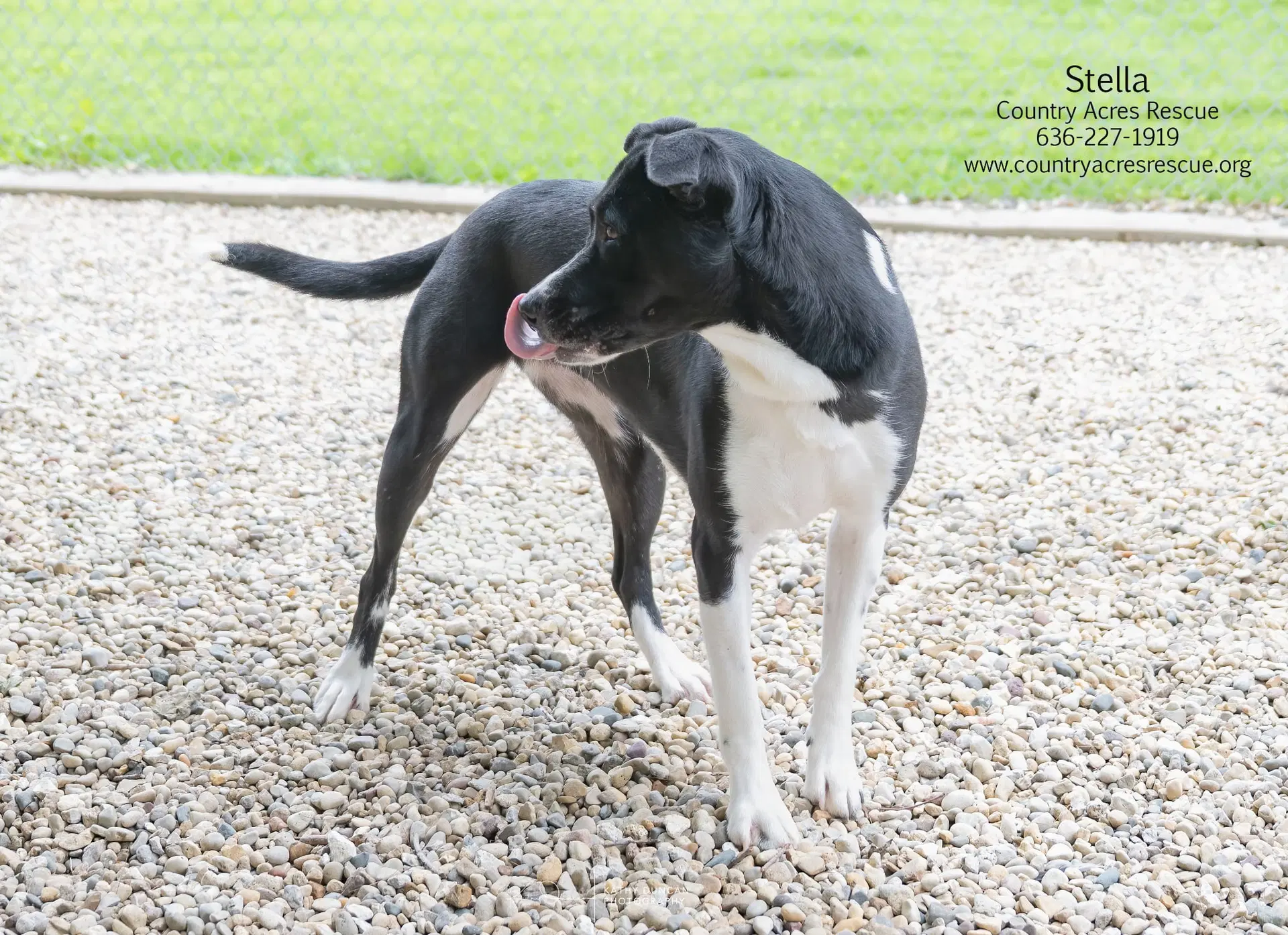 Stella image 3