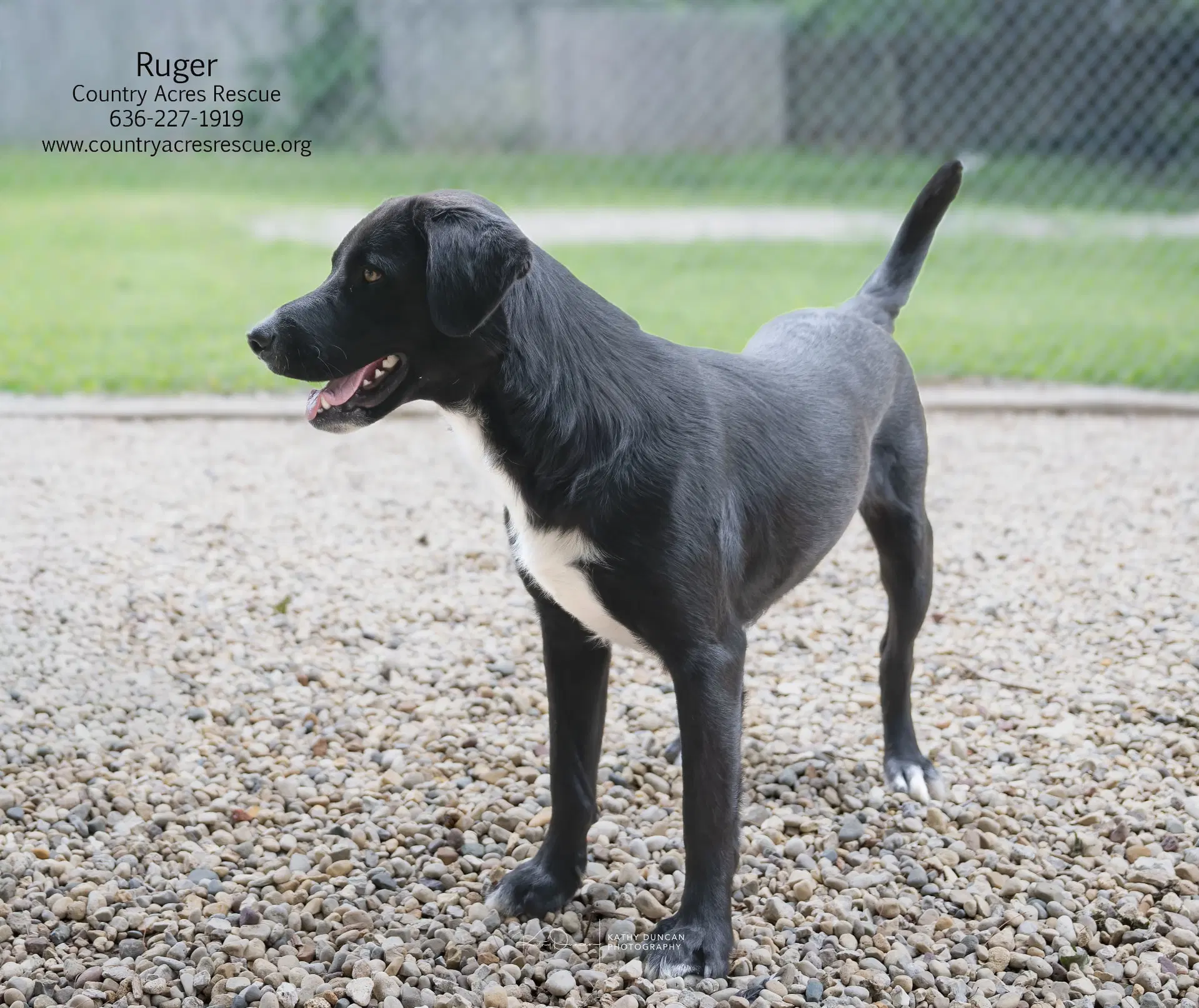 Ruger - Retriever