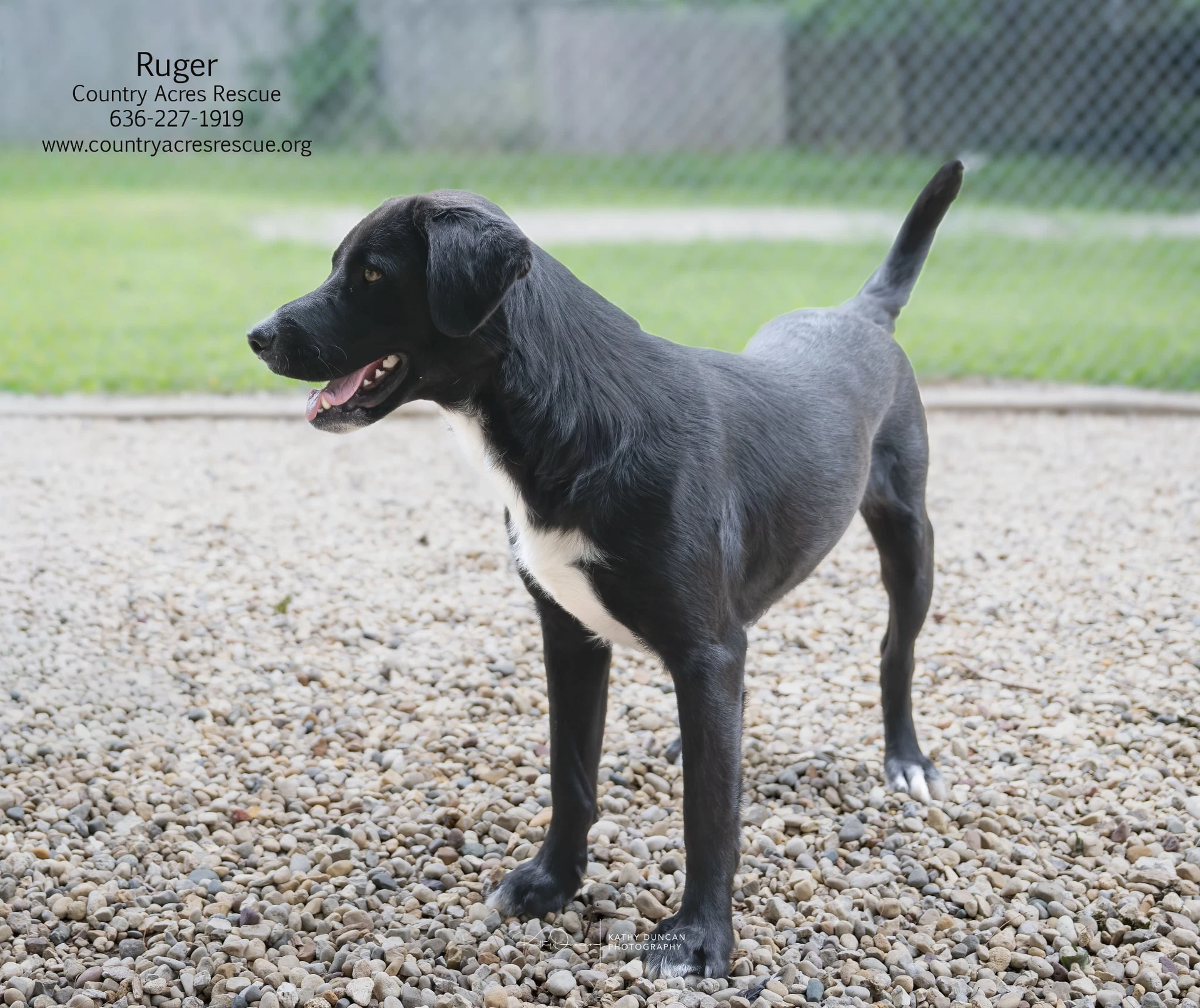 Ruger