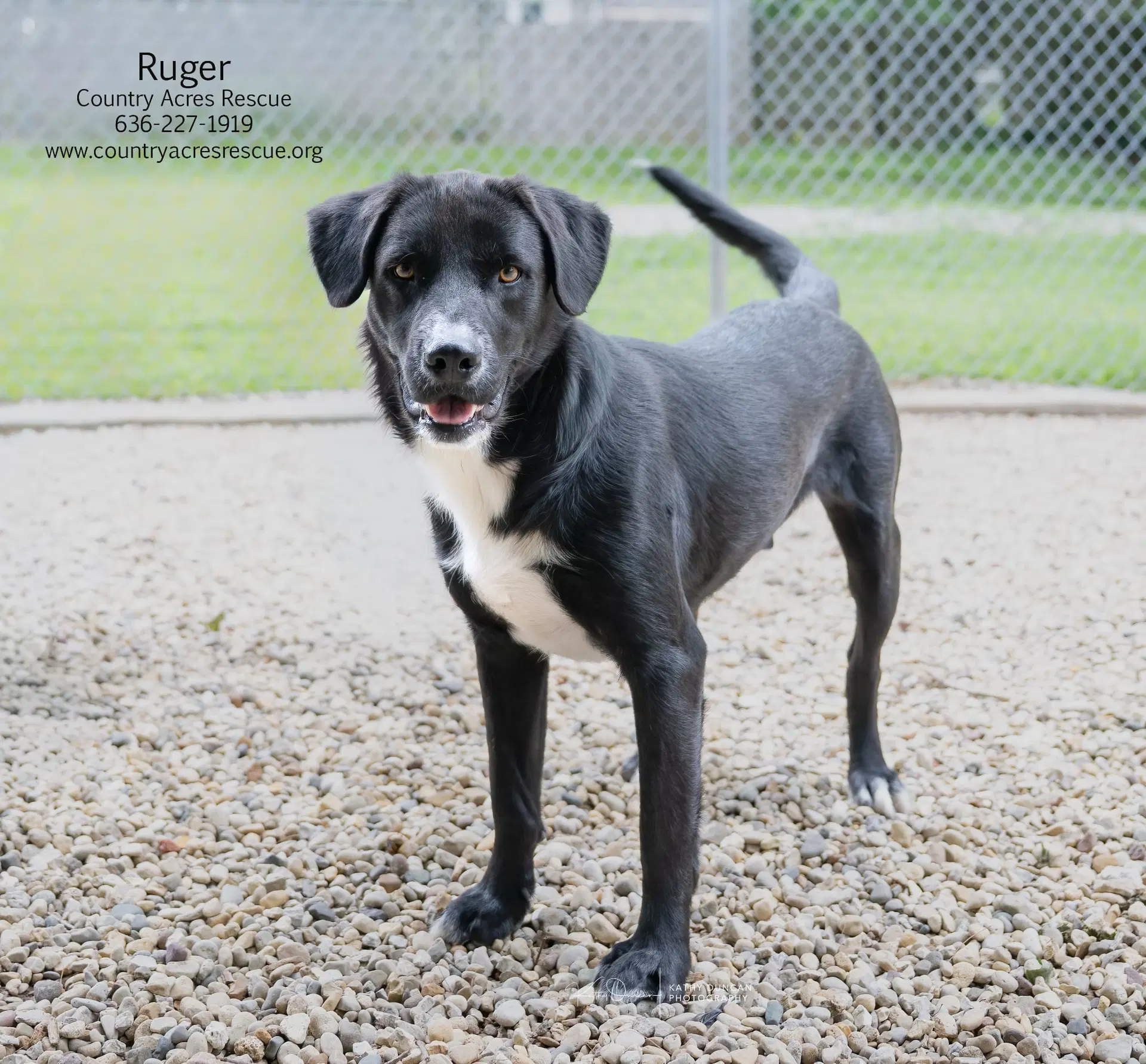 Ruger image 2