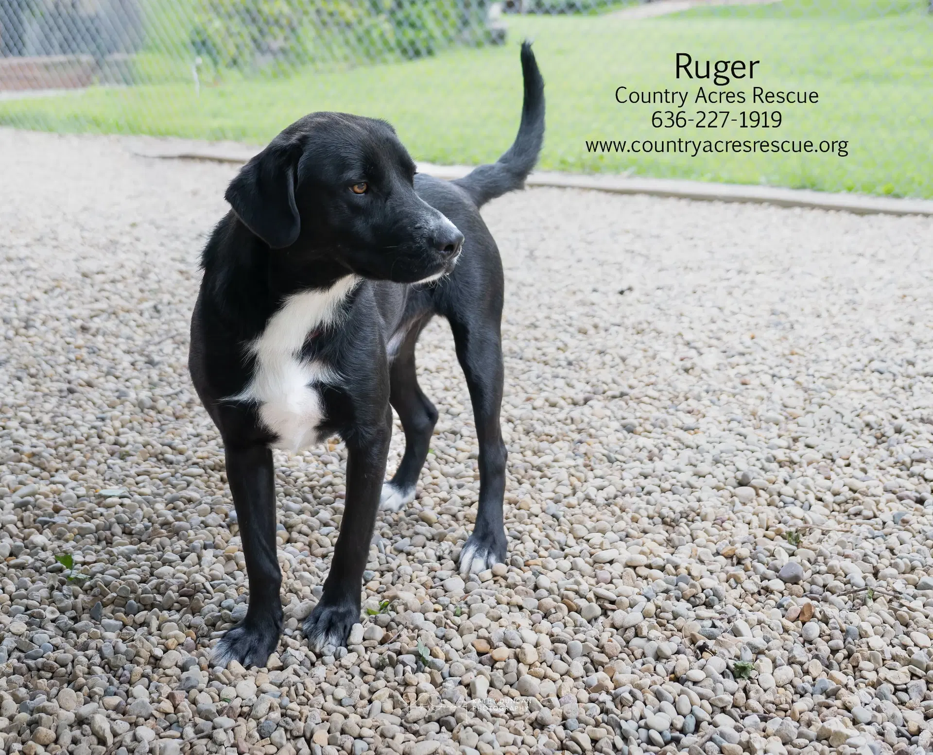 Ruger image 3