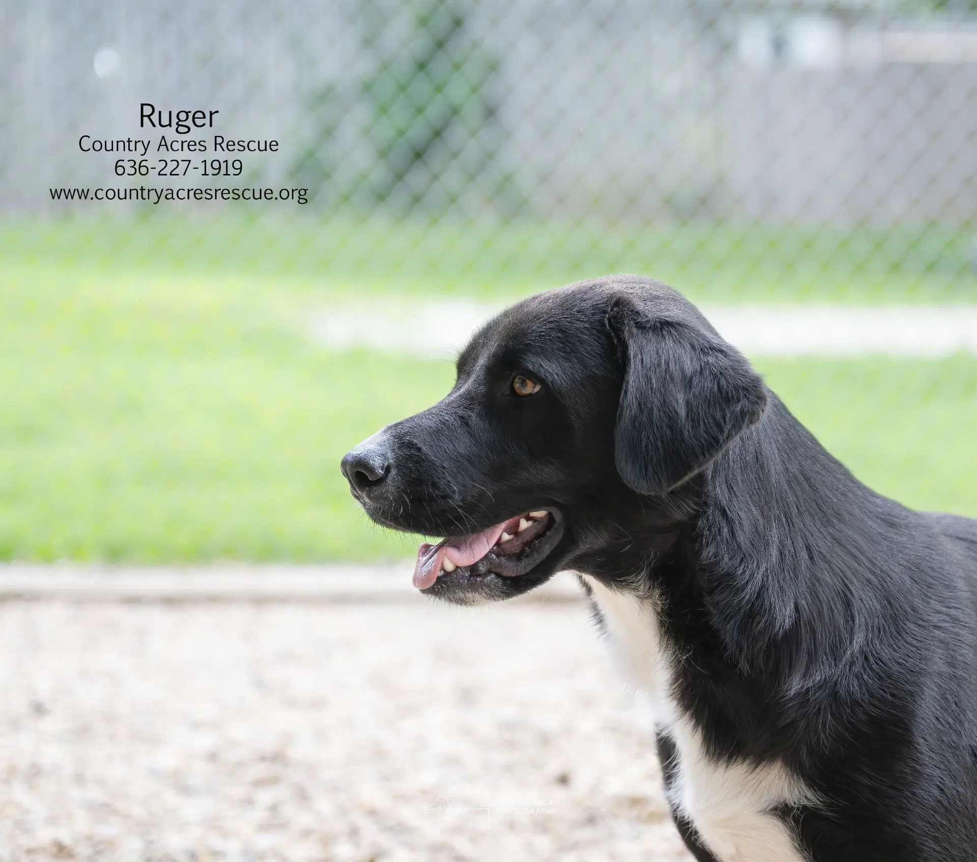 Ruger image 4