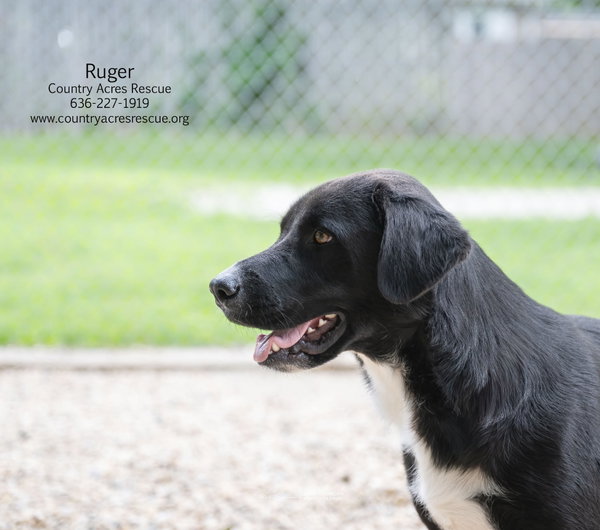 Ruger