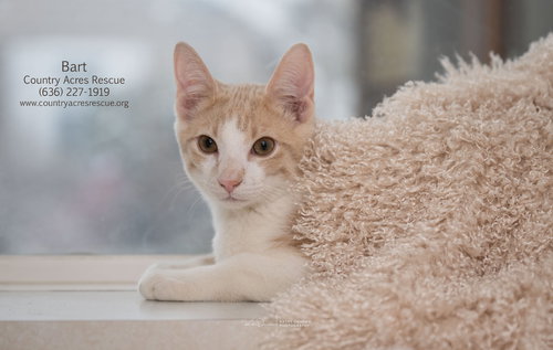 picture of the cat needing adoption