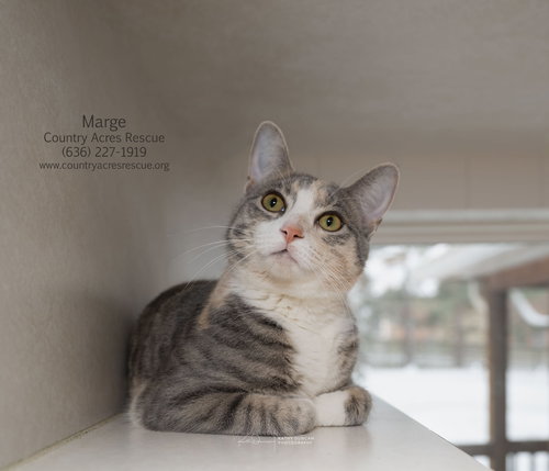 Marge, Young Domestic Short Hair (short coat), cat for adoption in St. Peters, Missouri