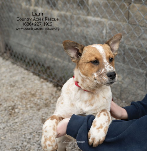 picture of the dog needing adoption