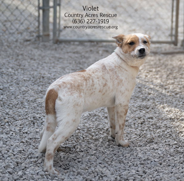 Violet