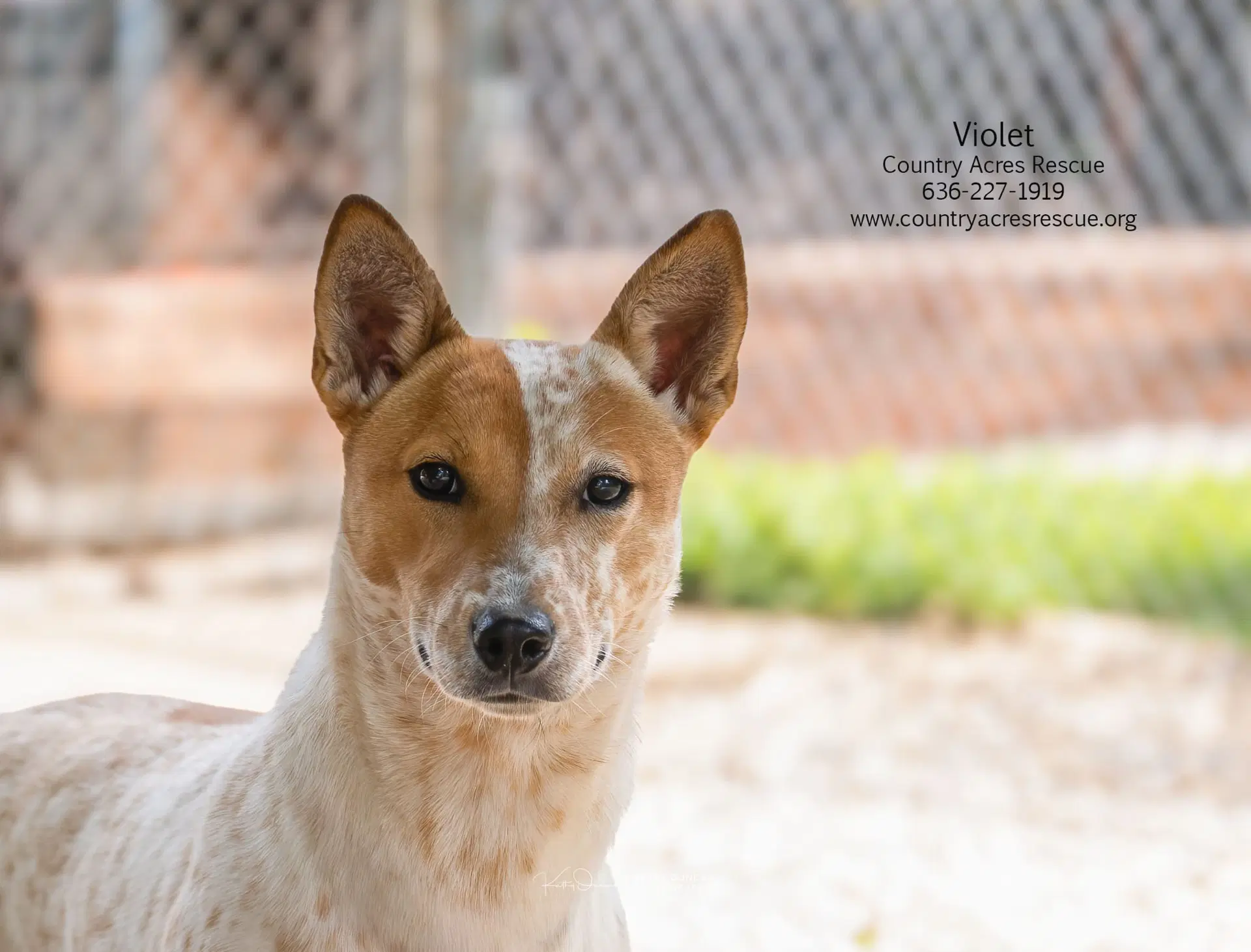 Violet - Heeler