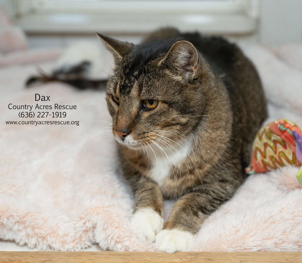 Dax