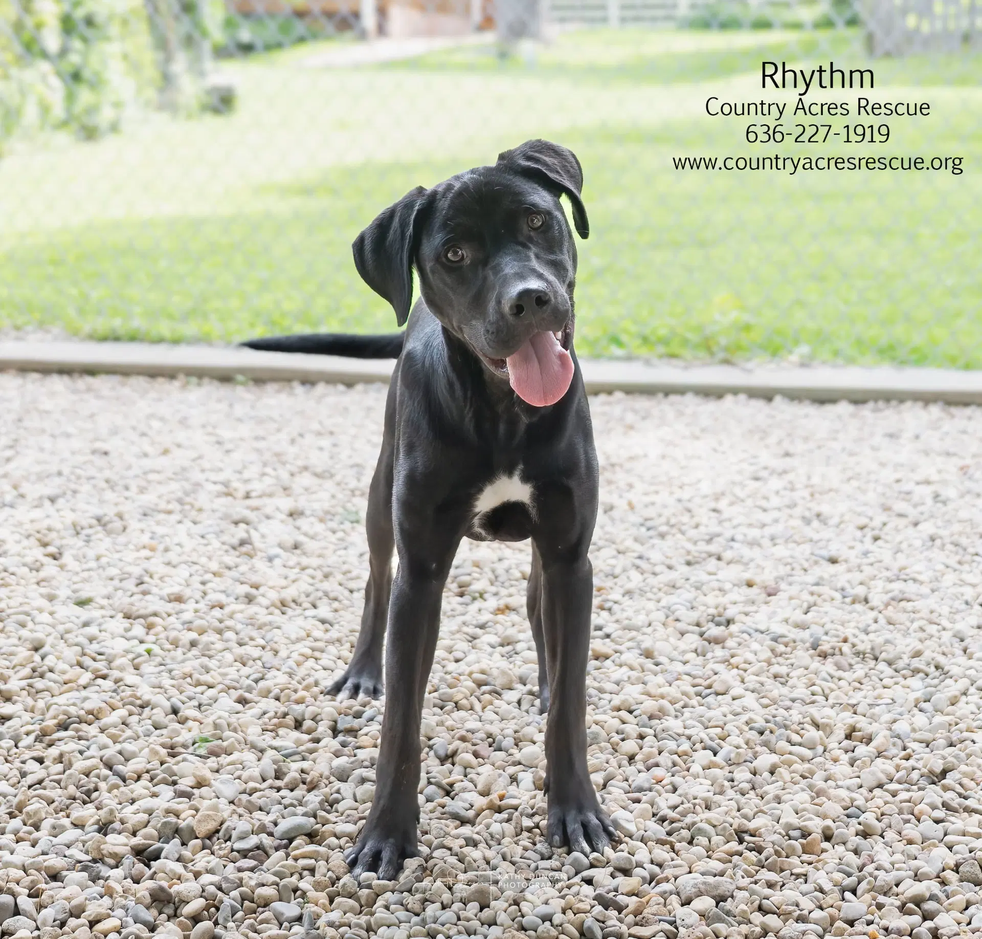 Rhythm - Lab