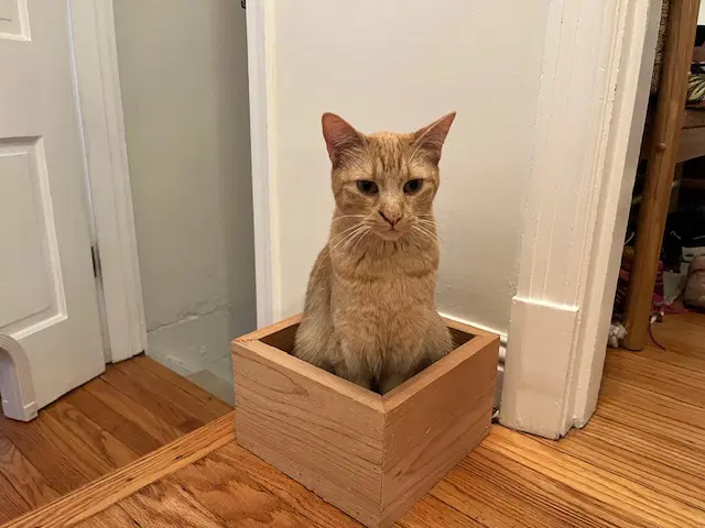 Clementine - Domestic Short Hair