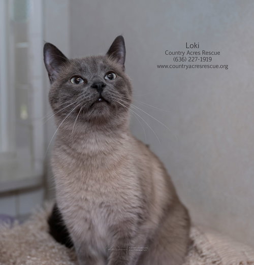 Loki, Young Siamese / Mixed (short coat), cat for adoption in St. Peters, Missouri