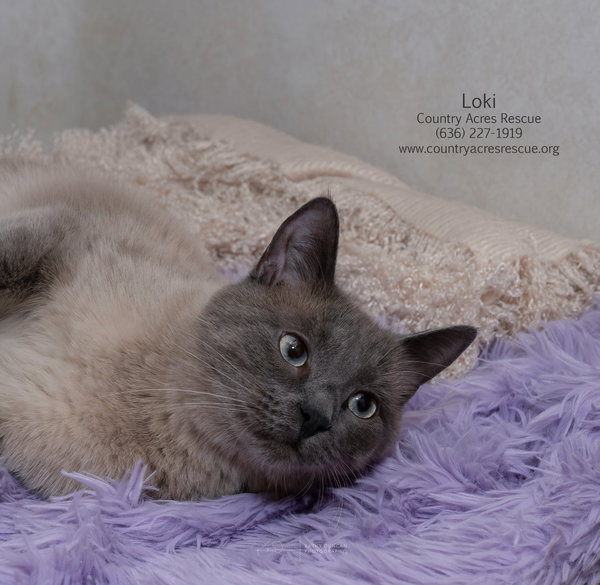 Loki