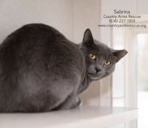 Sabrina, Young Domestic Short Hair (short coat), cat for adoption in St. Peters, Missouri