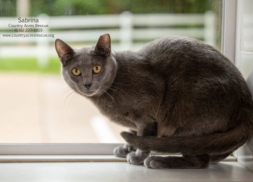 Sabrina, Young Domestic Short Hair (short coat), cat for adoption in Chesterfield, Missouri