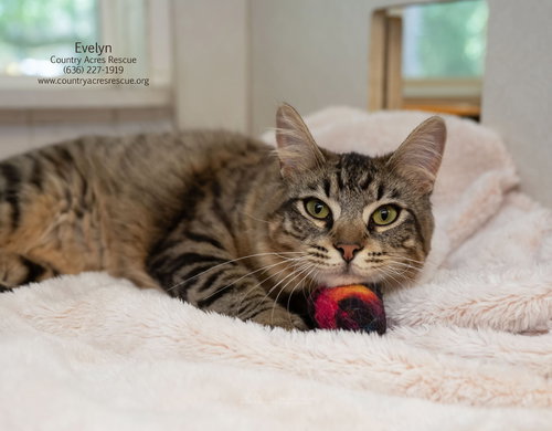 Evelyn, an adoptable Domestic Medium Hair in Manchester, MO