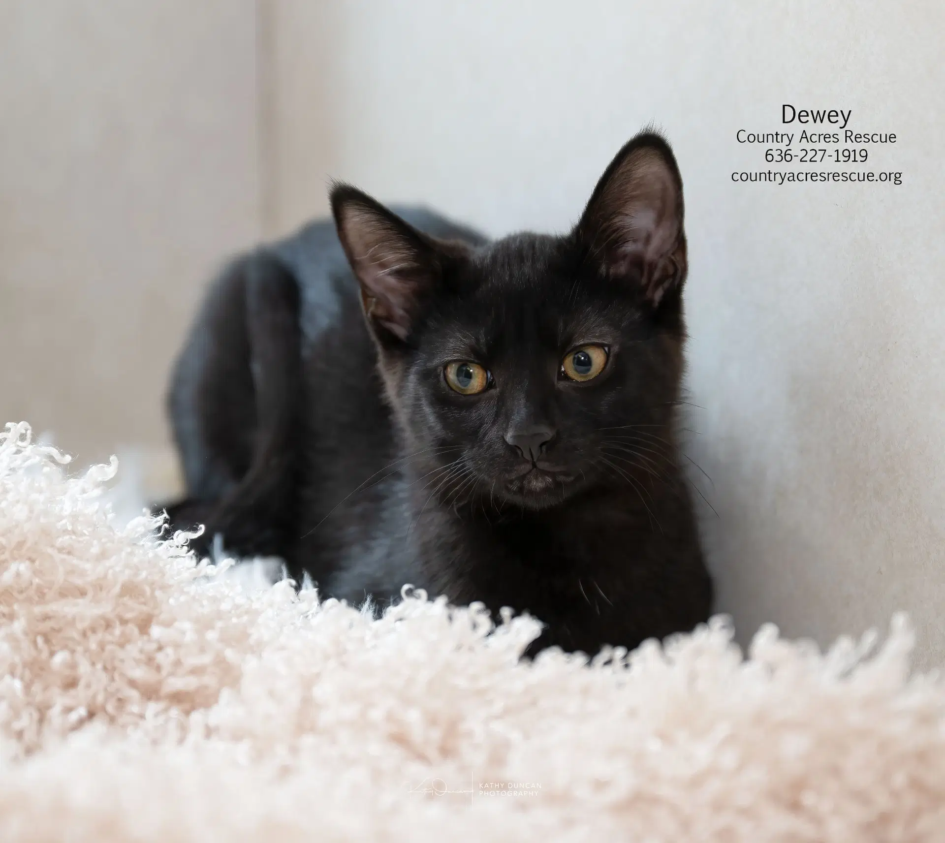 Dewey - Domestic Short Hair