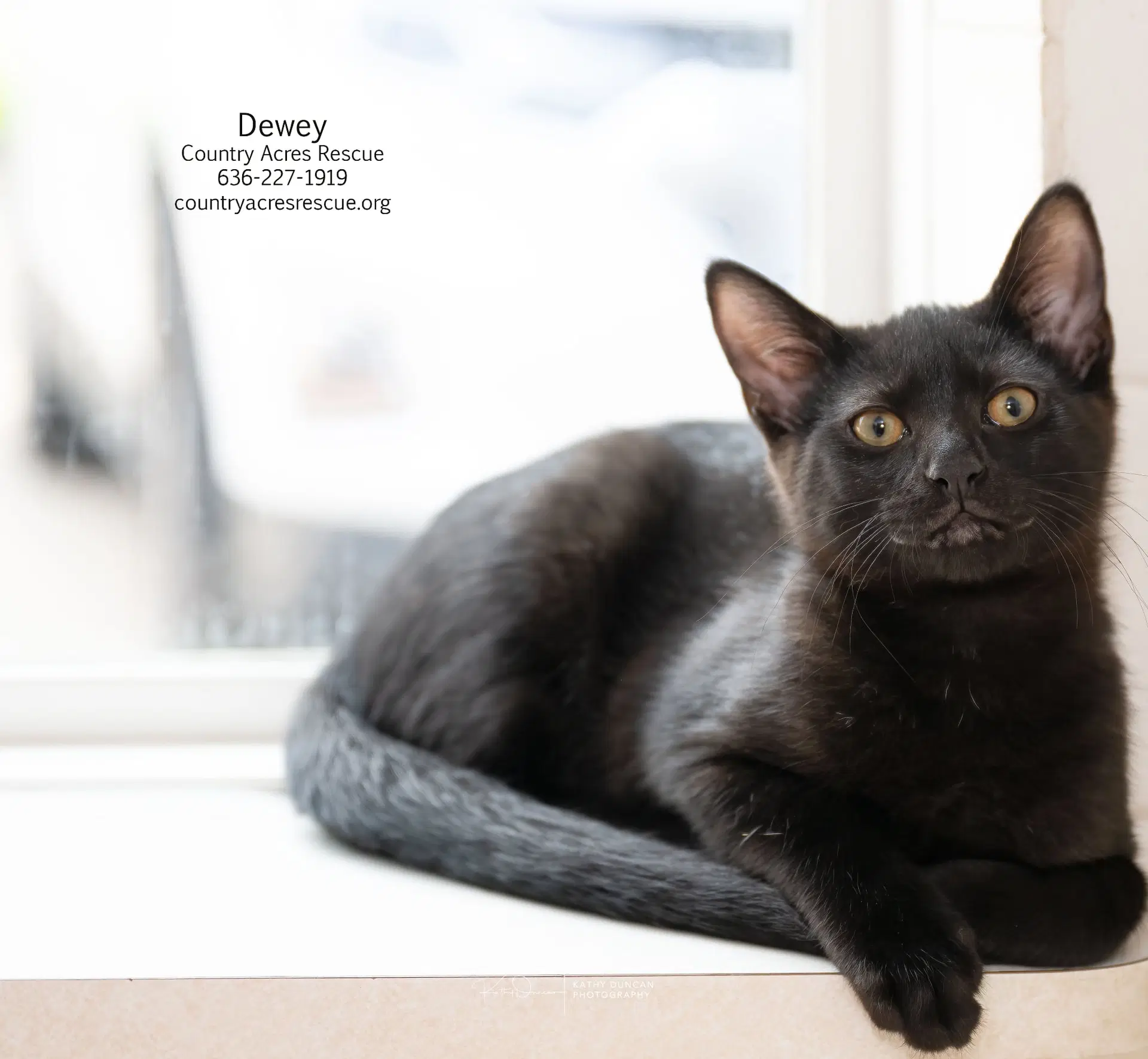 Dewey image 4