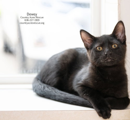 Dewey photo 4