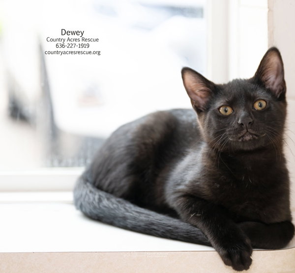 Dewey