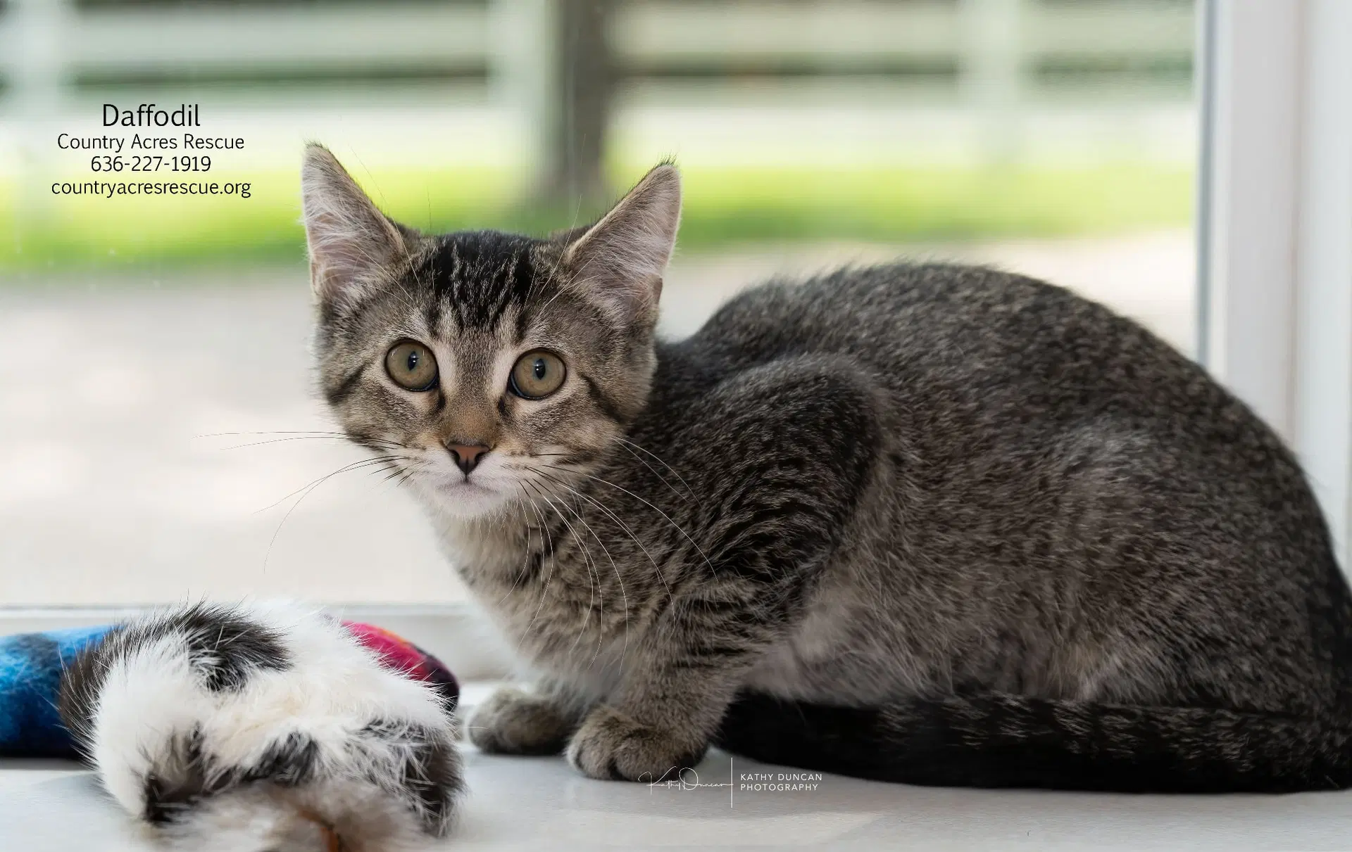 Daffodil - Domestic Short Hair