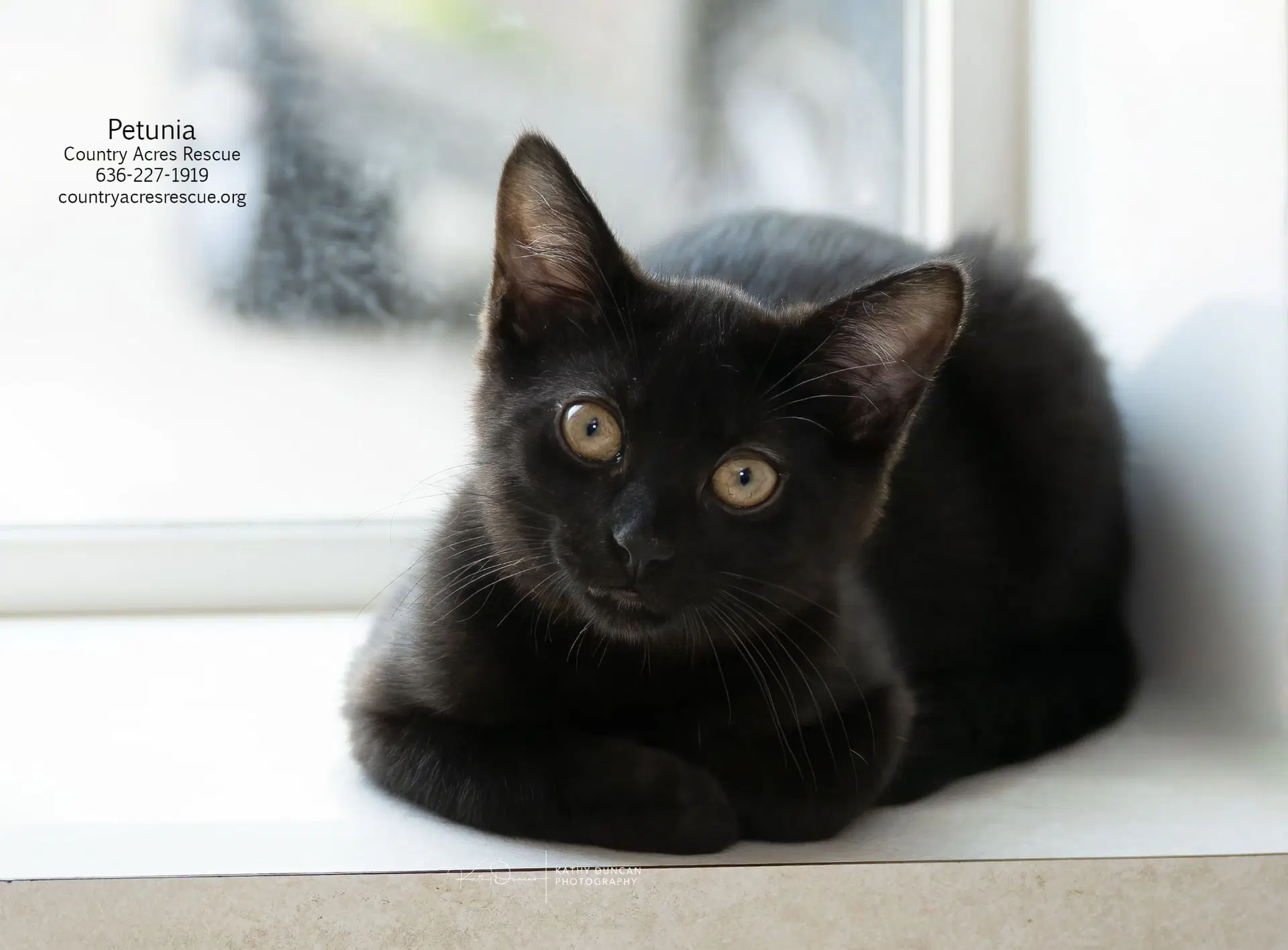 Petunia - Domestic Short Hair