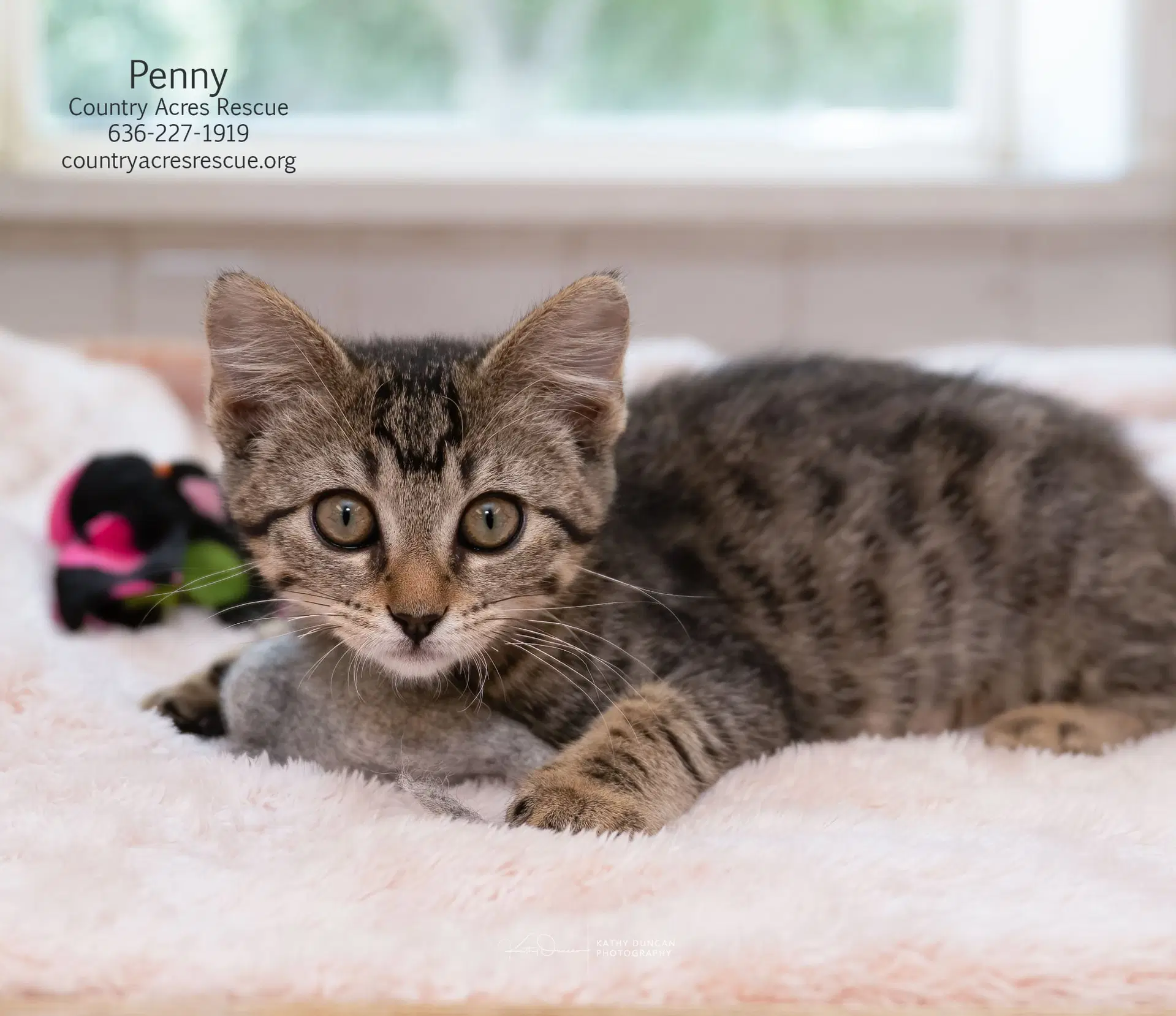 Penny - Domestic Short Hair