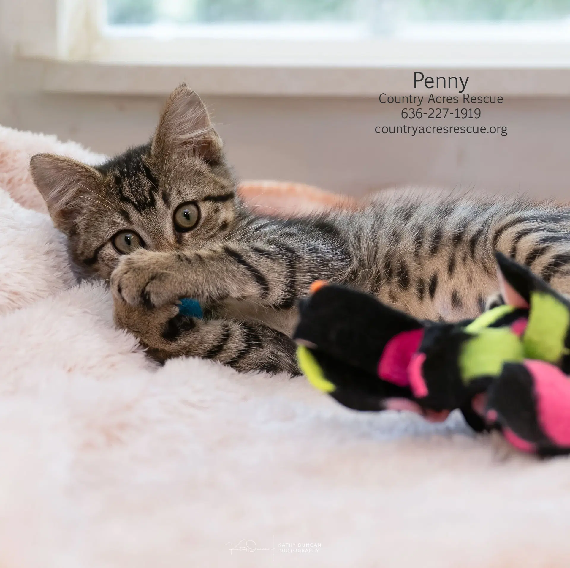 Penny image 2