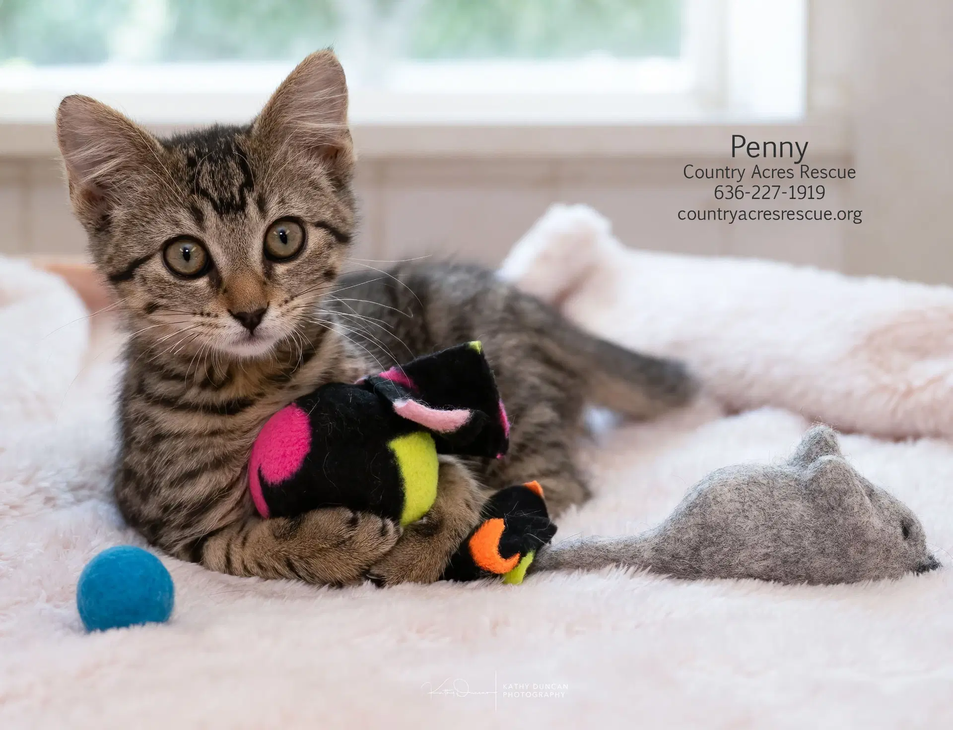 Penny image 4