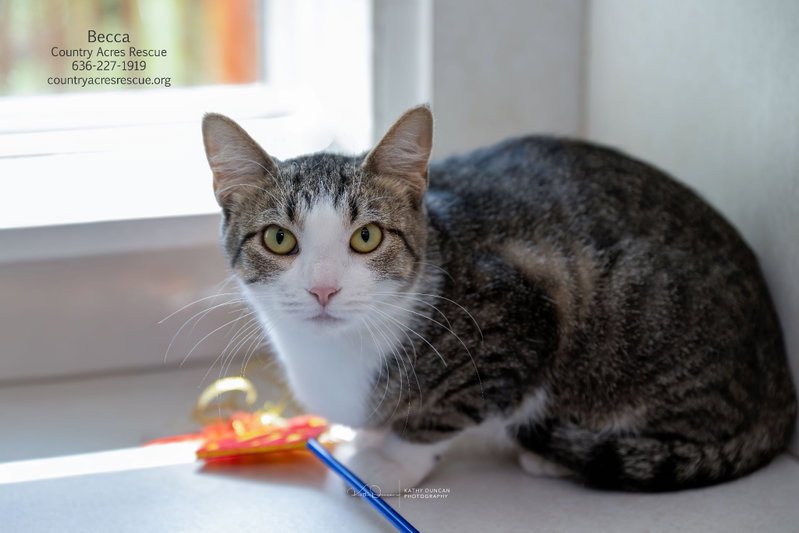 Becca, a young female cat up for adoption