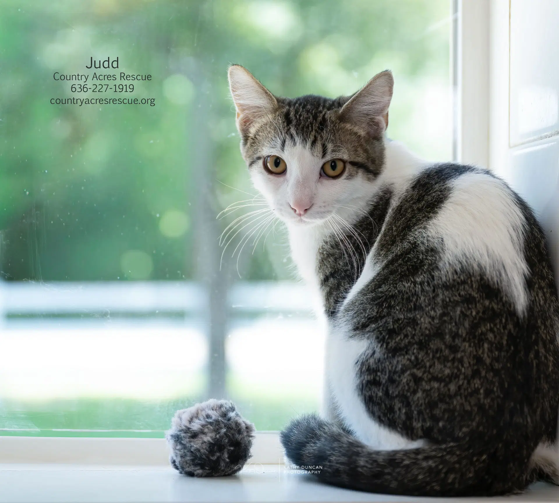 Judd - Domestic Short Hair