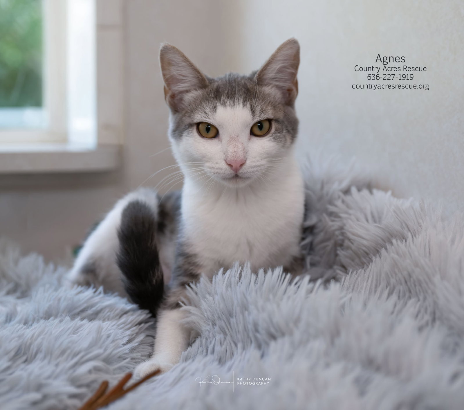 Agnes, Domestic Short Hair
