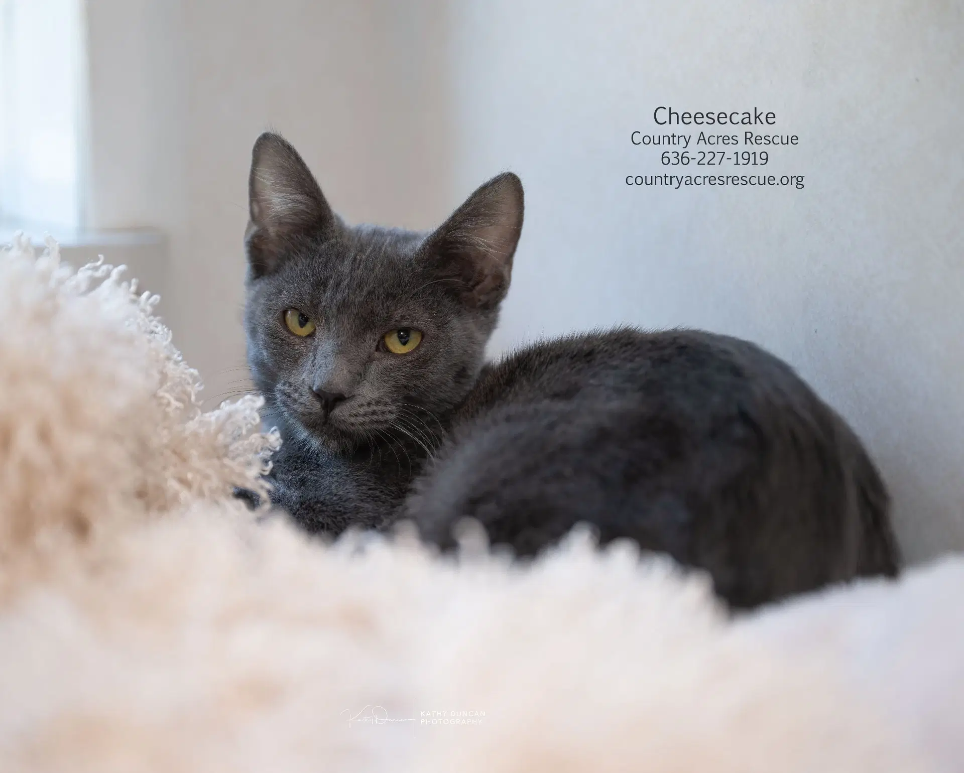 Cheesecake - Domestic Short Hair