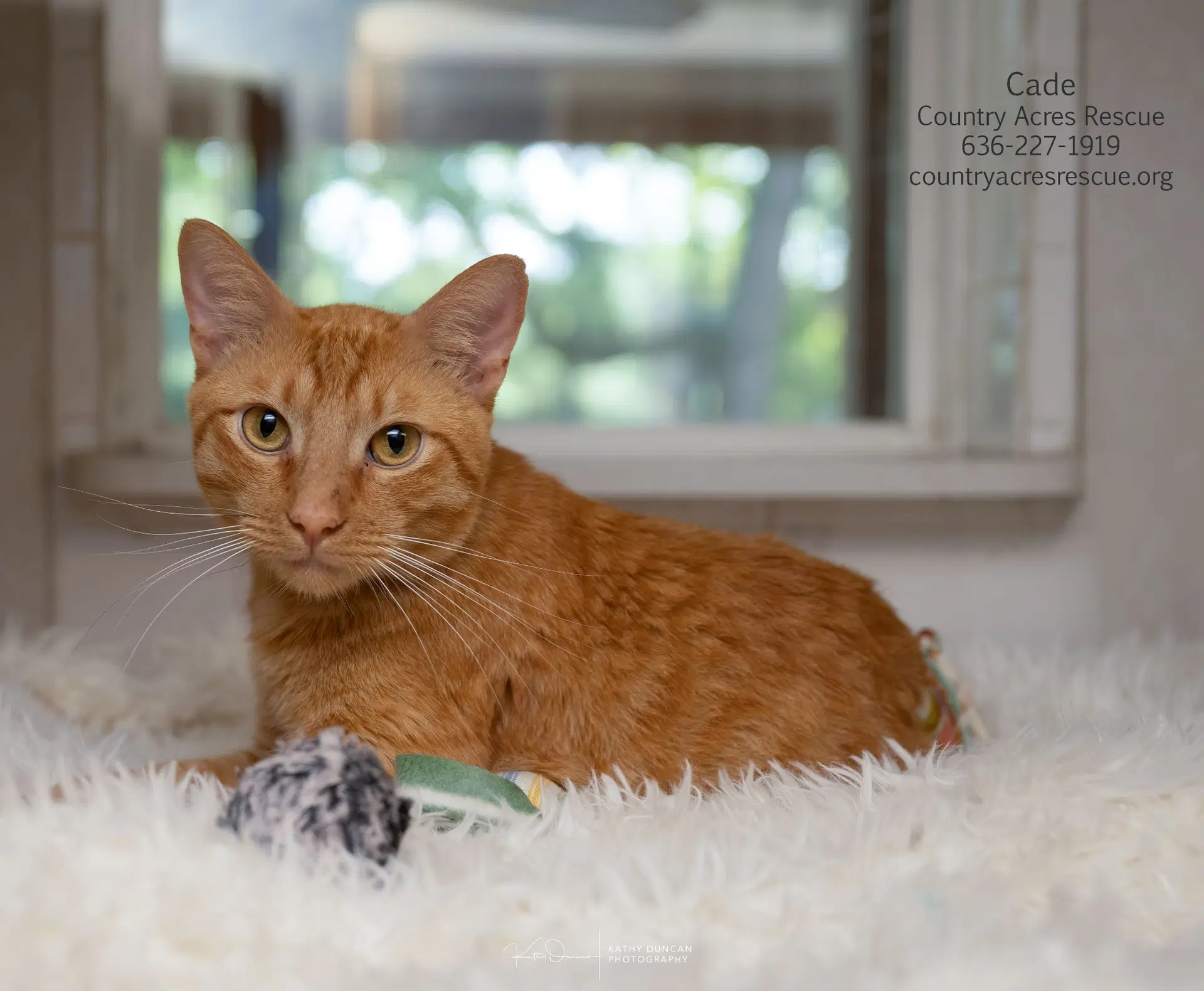 Cade - Domestic Short Hair