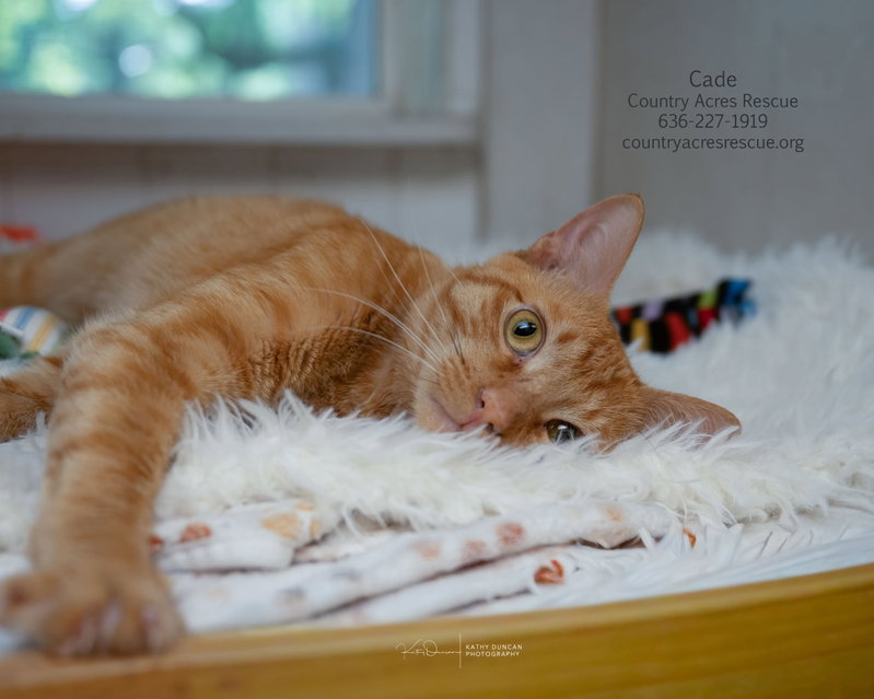 Cade, photo 2