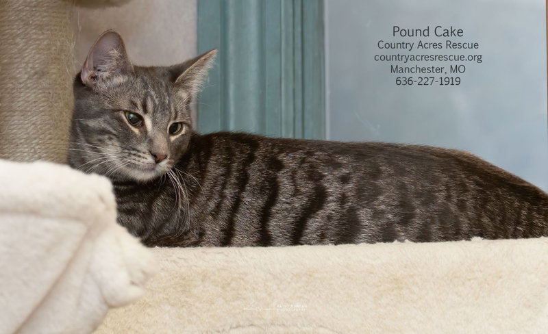Pound Cake, a young male cat up for adoption