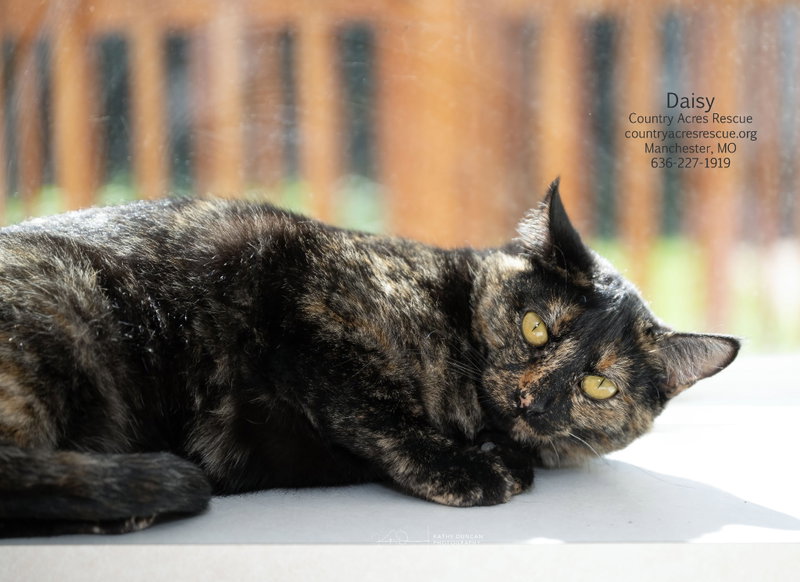 Daisy, photo 3