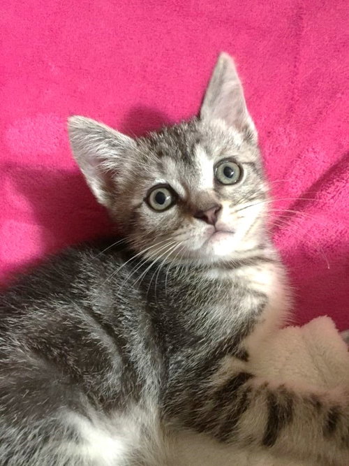 Logan