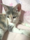 Lily