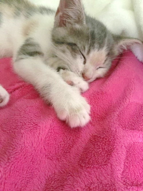 Lily